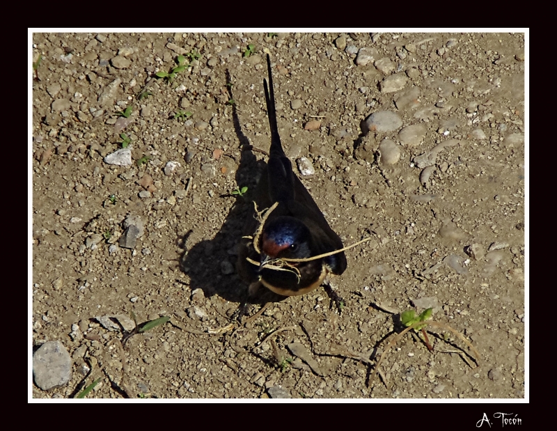 Golondrina