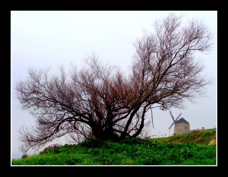 arbol y niebla