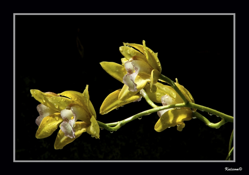 ORQUDEAS