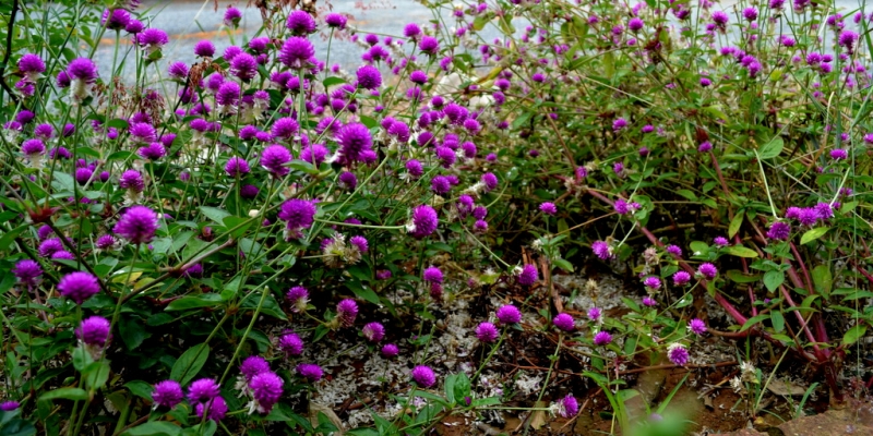 FLORECILLAS