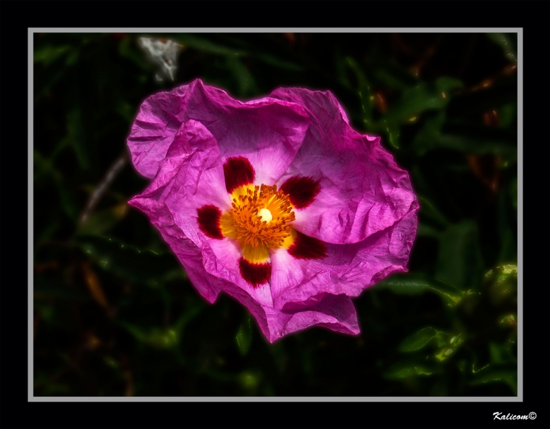 CISTUS PURPREUS, LA ARRUGA ES BELLA