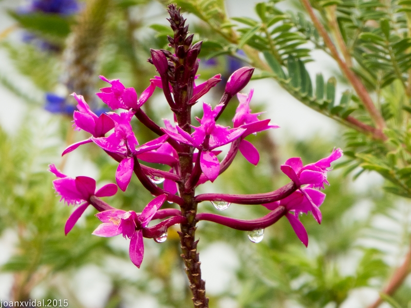 orqudea llorosa