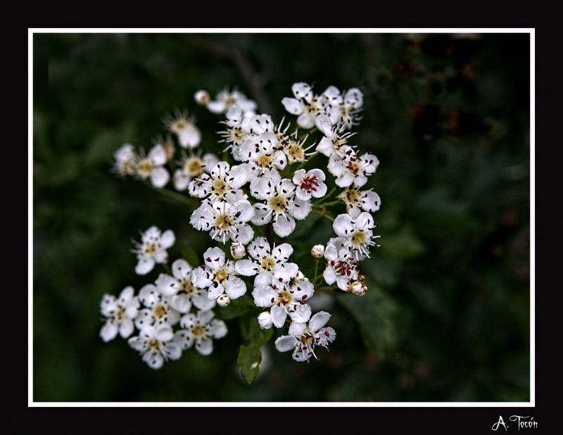 Flor silvestre2