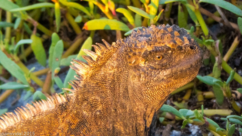 iguana terrestre