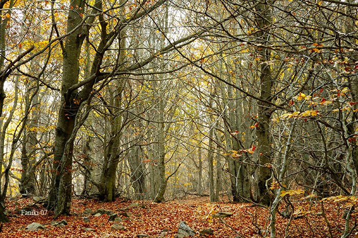 El Bosque de Hayas