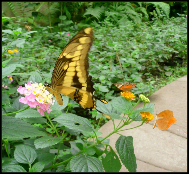 MARIPOSAS