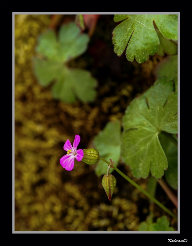 PEQUEOS JARDINES