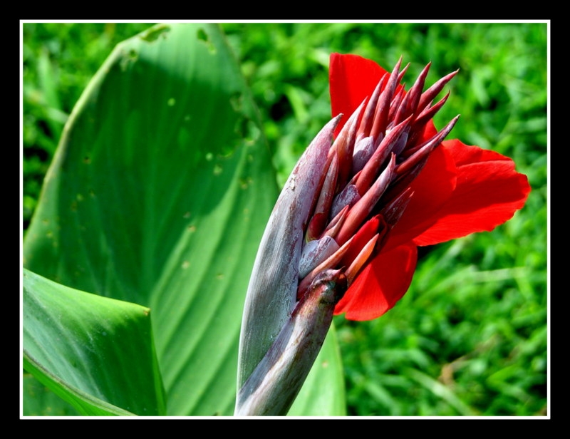 rojo sobre verde