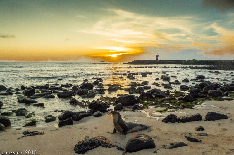 PLAYA PUNTA CAROLA