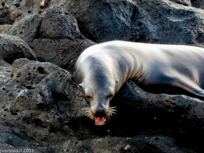 LOBO MARINO