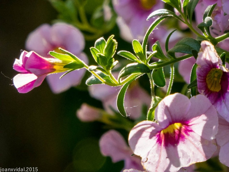 temps de flors