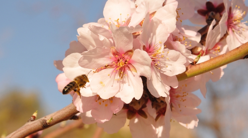 Almendros