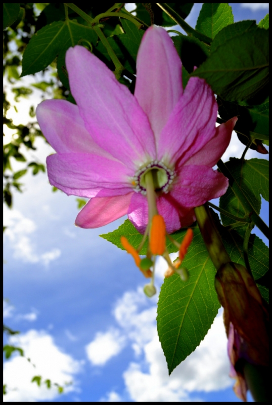 FLOR DE CURUBA