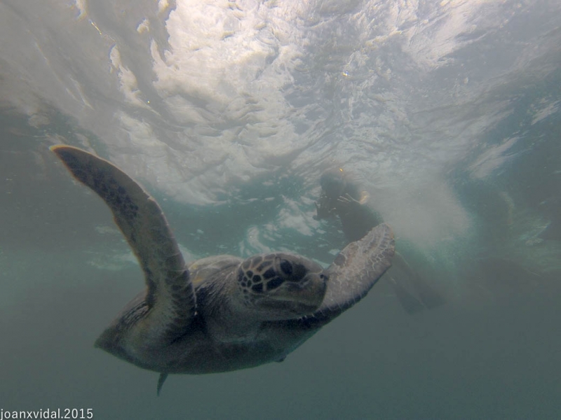 nadando con tortugas