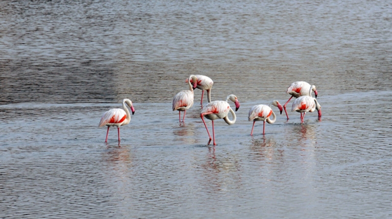 Flamencos