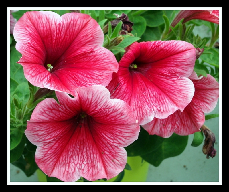 Petunias