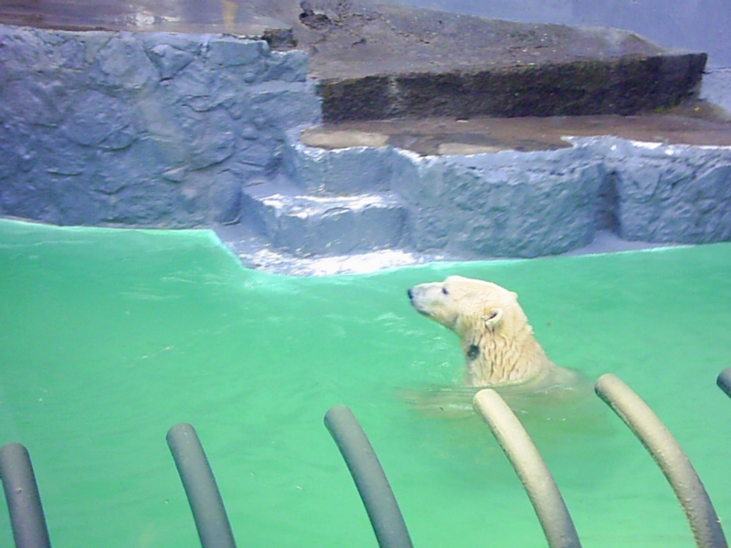 Oso en el Agua