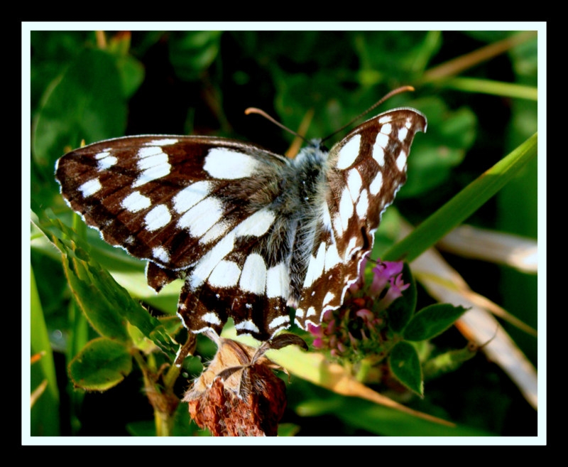 mariposa