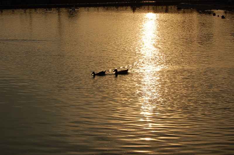 Silueta de unos Patos