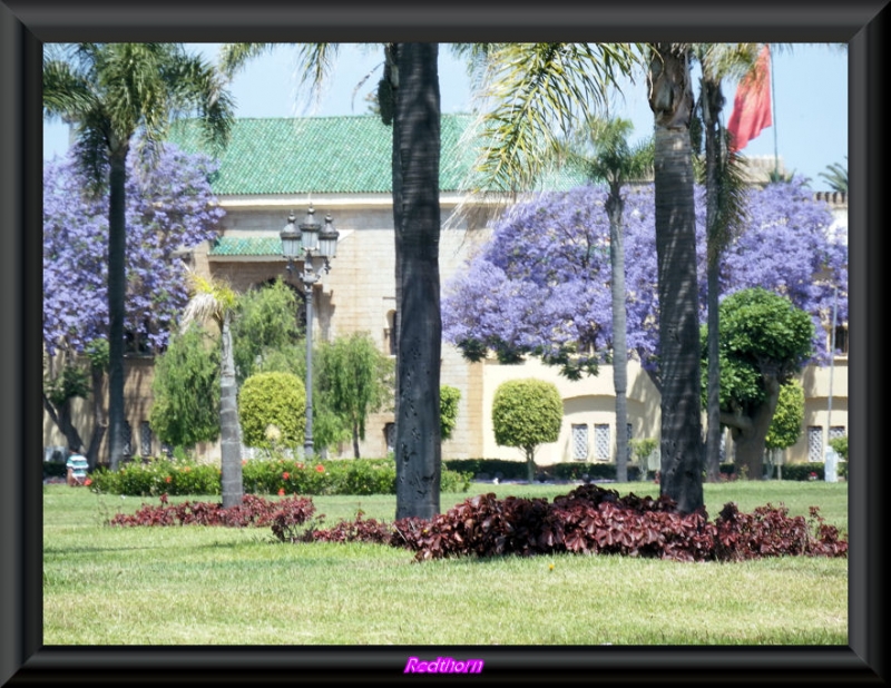 Jacarandas en el entorno del Palacio