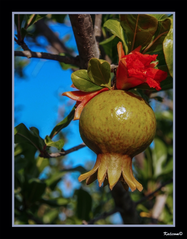 LA FLOR DEL GRANADO