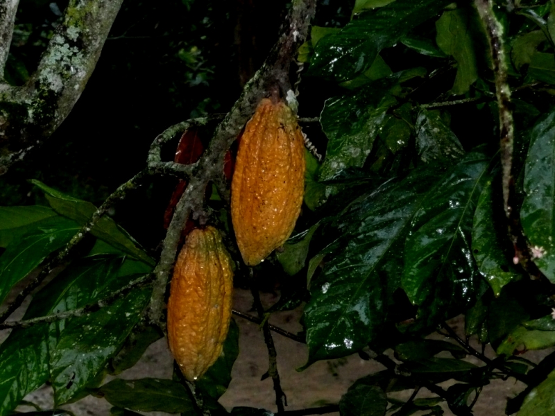 CACAO