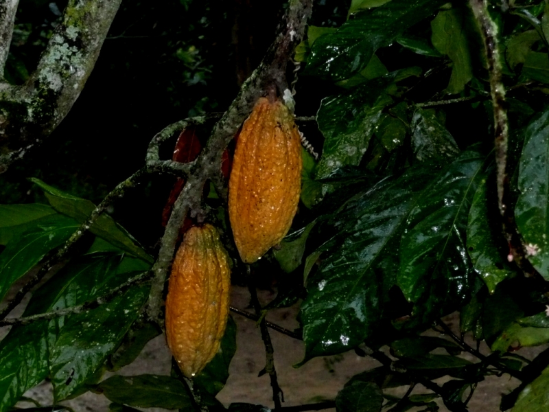 CACAO