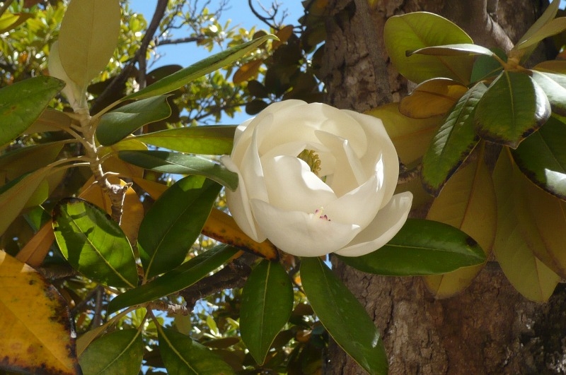 Magnolia