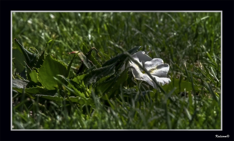 THE LITTLE FLOWER ON THE PRAIRIE