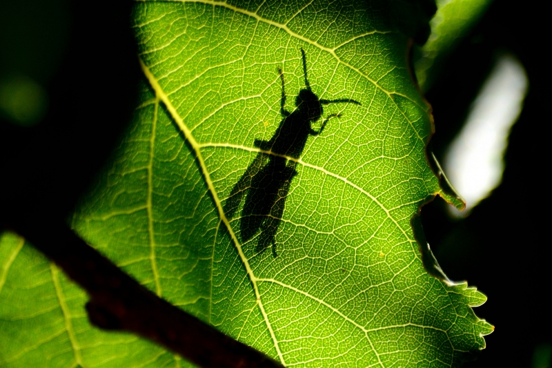 La Sombra de la Avispa