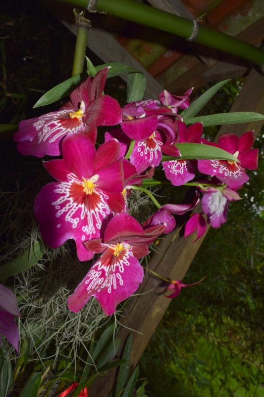 ORQUIDEA MILTONIA