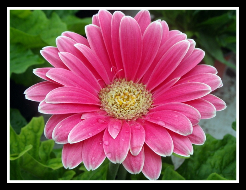 Gerbera