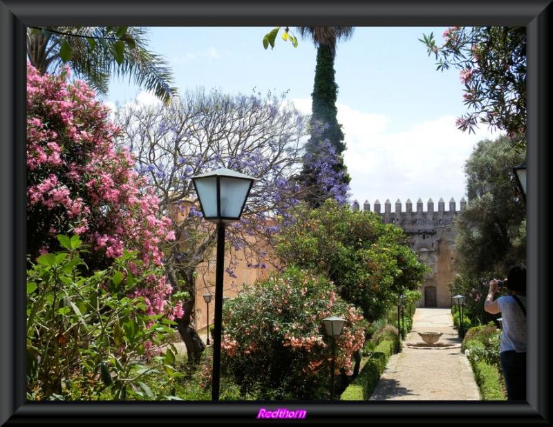 Jacaranda prxima a la muralla