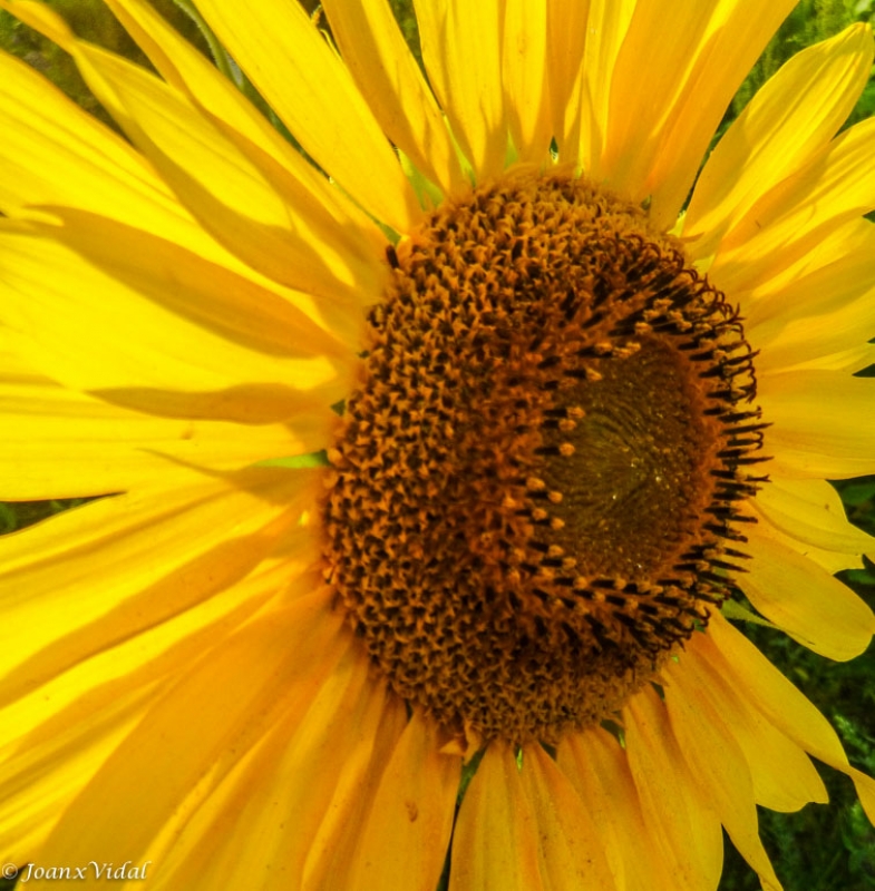 girasol