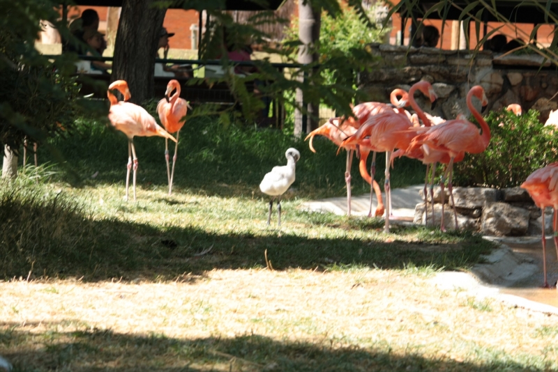 O_pequeno_flamingo