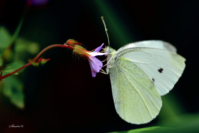 tiempo de mariposas