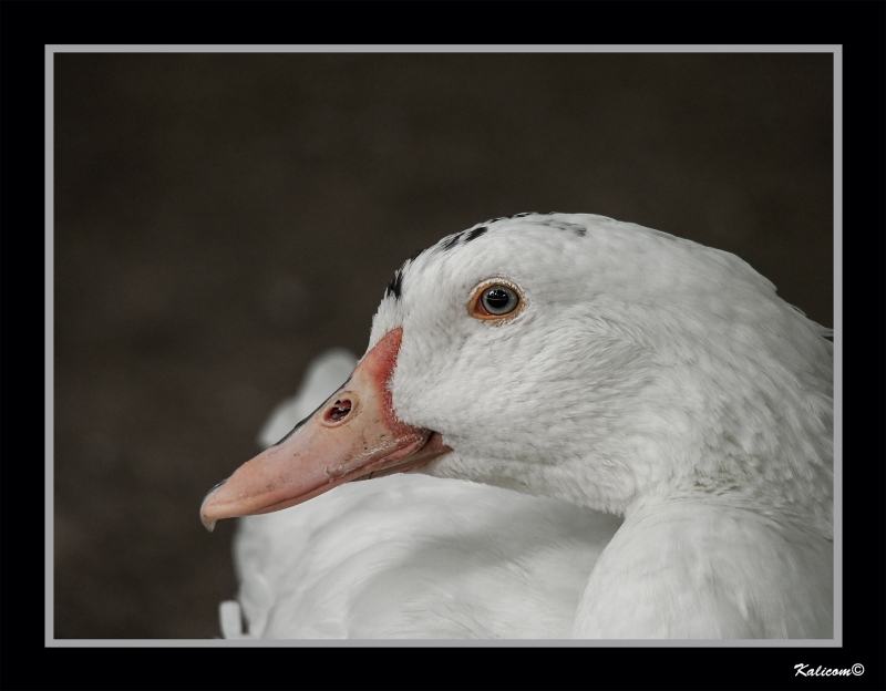 EL PATO DE LOS OJOS TRISTES