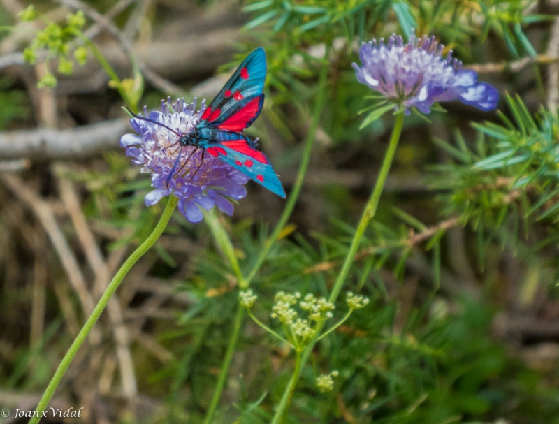 Mariposa