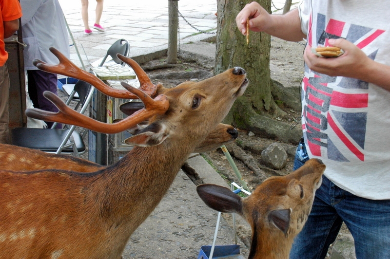 Dando de comer