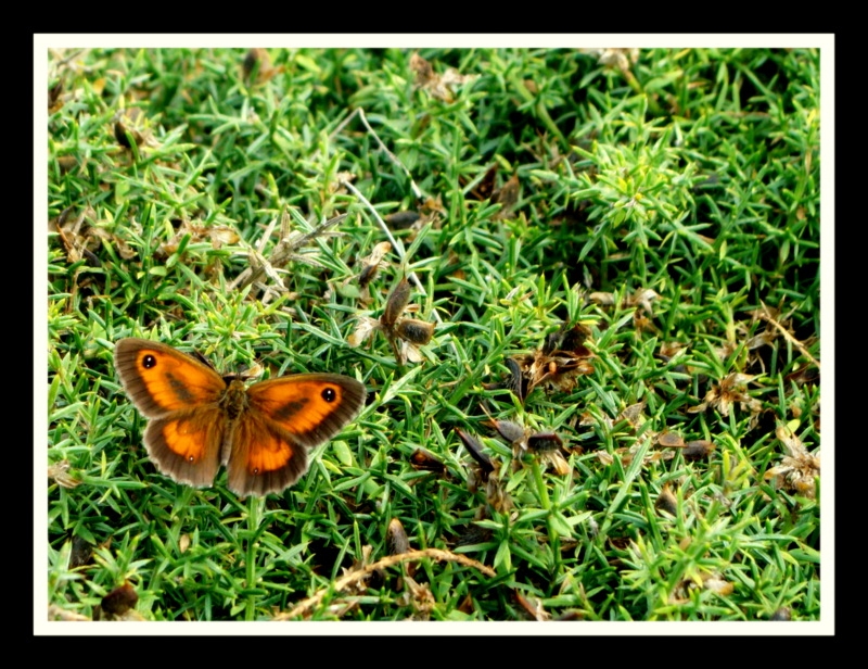 mariposa