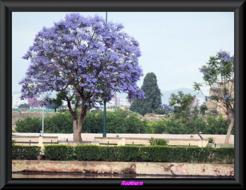 Jacaranda luciendo sus flores