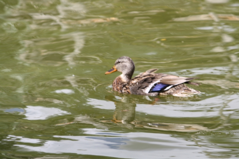 Pato a nadar