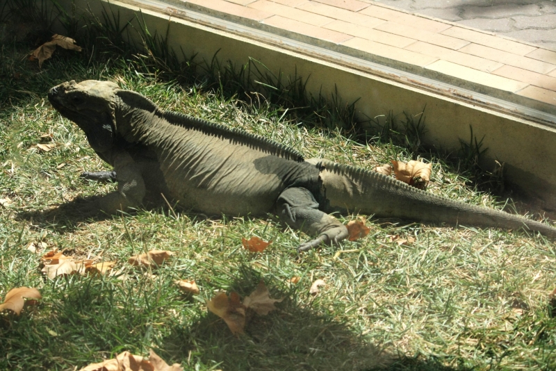 Iguana