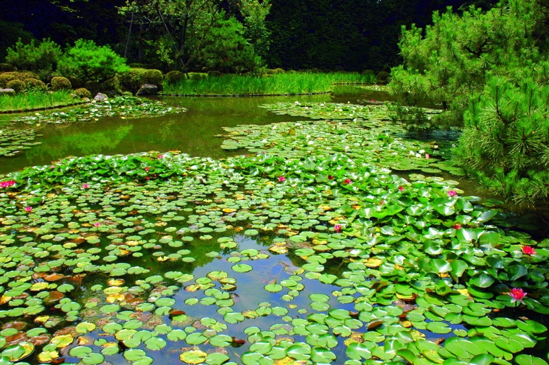 Jardines del Templo. Lotos