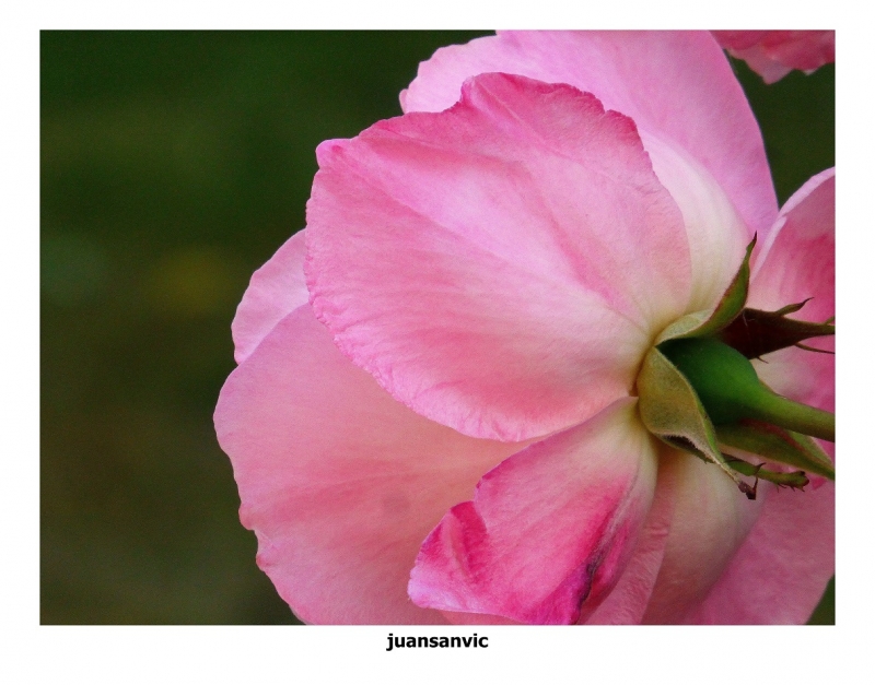 Rosa de mi jardn.