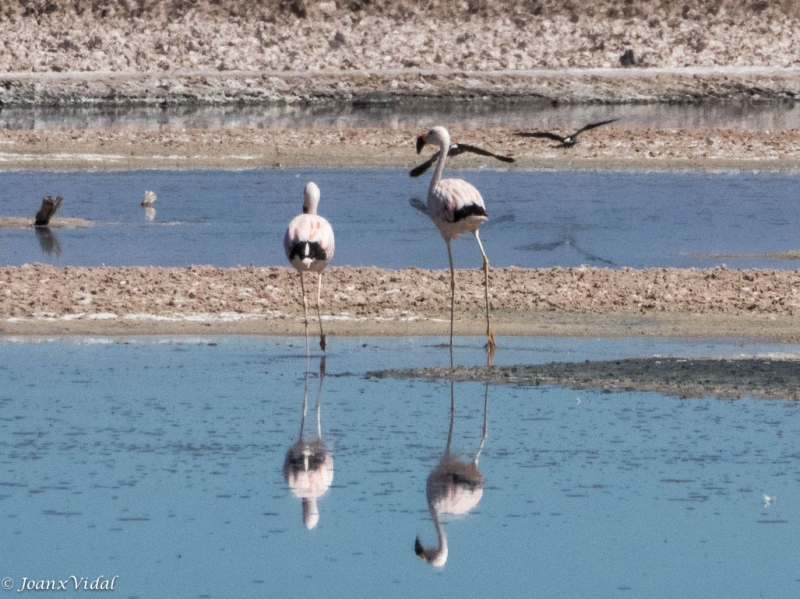 Flamencos