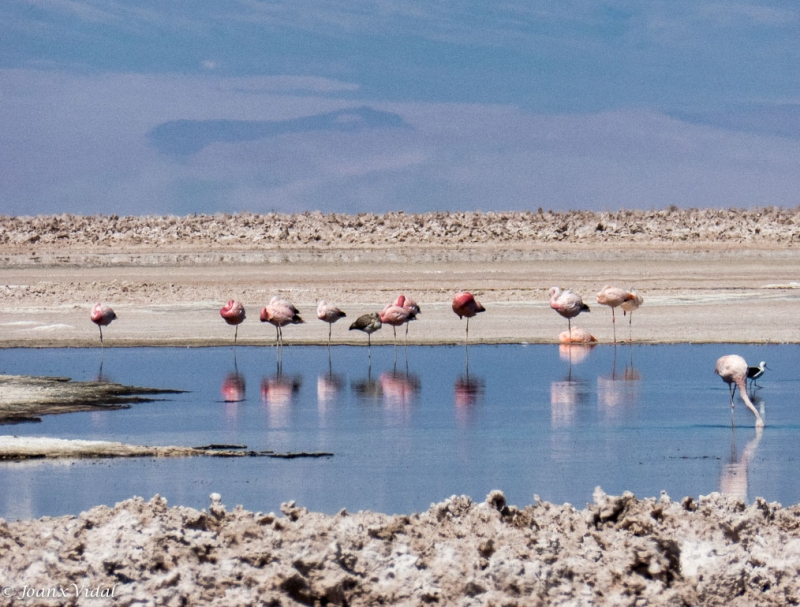 Flamencos durmiendo