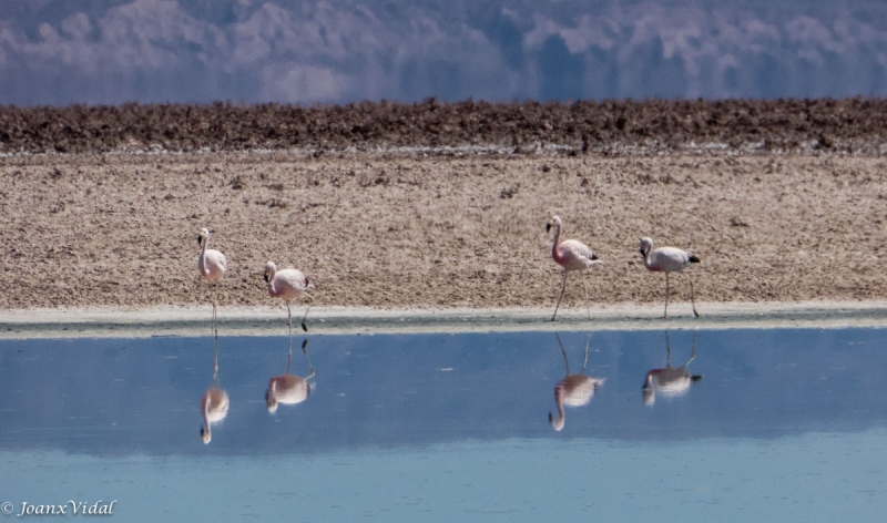 Flamencos