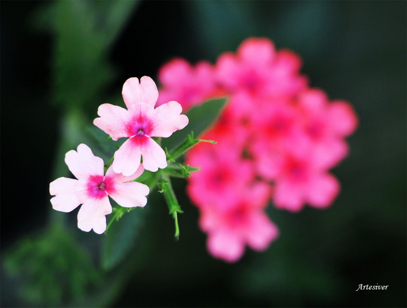 flor