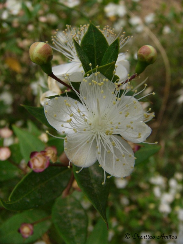 Orbitas errticas